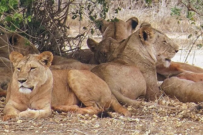 4 Days Mid Luxury Safari, Lake Nakuru and Masai Mara. - Key highlights that matter
