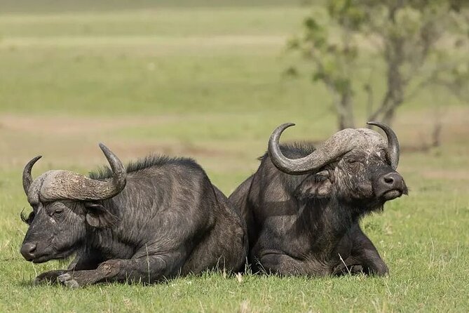 4 Days Mid Luxury Safari, Lake Nakuru and Masai Mara. - Lake Nakuru first: the pink lake meets real rhino country
