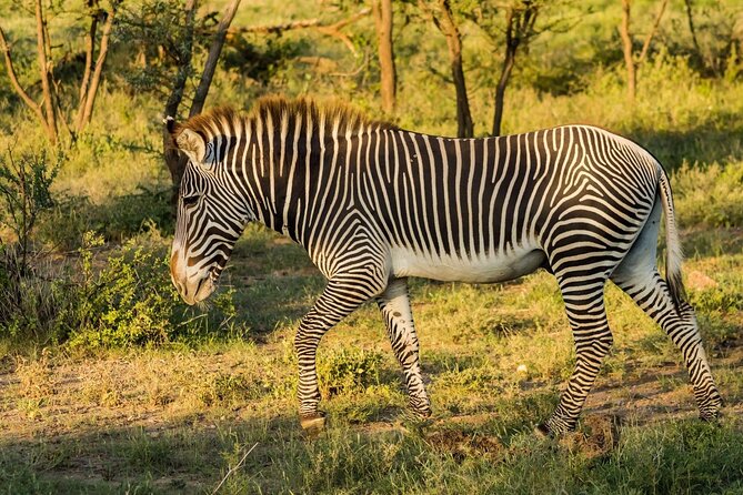 4 Days Mid Luxury Safari, Lake Nakuru and Masai Mara. - Lodges and meals: comfort that keeps you from burning out
