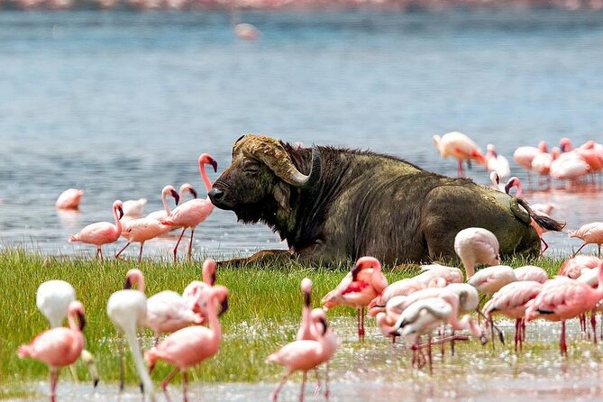 4 Days Mid Luxury Safari, Lake Nakuru and Masai Mara. - Nairobi to Masai Mara: lodge check-in plus a high-odds first drive