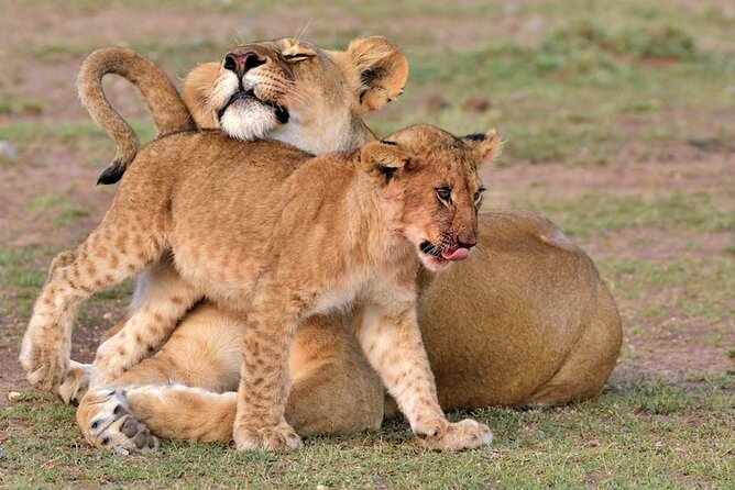 4 Days of Untamed Beauty: An Unforgettable Masai Mara Road Safari - Key Points You’ll Feel Right Away