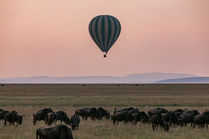 4 Days of Untamed Beauty: An Unforgettable Masai Mara Road Safari - Why a Masai Mara Road Safari Makes Sense for 4 Days