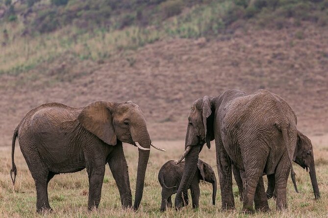 4 Days of Untamed Beauty: An Unforgettable Masai Mara Road Safari - Day 1 at Maasai Mara National Reserve: First Light, Picnic Lunch, Big Energy