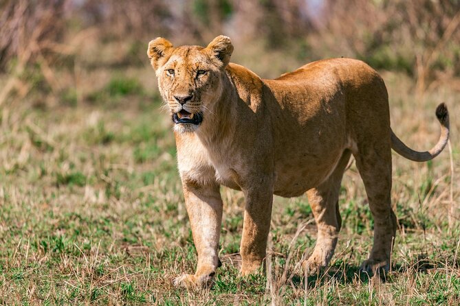 4 Days of Untamed Beauty: An Unforgettable Masai Mara Road Safari - Day 2: Big Five Searching, Plus the Mara’s Orange-Tinged Evenings