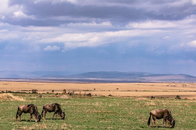 4 Days of Untamed Beauty: An Unforgettable Masai Mara Road Safari - Day 3: The “One More Chance” Day That You’ll Remember