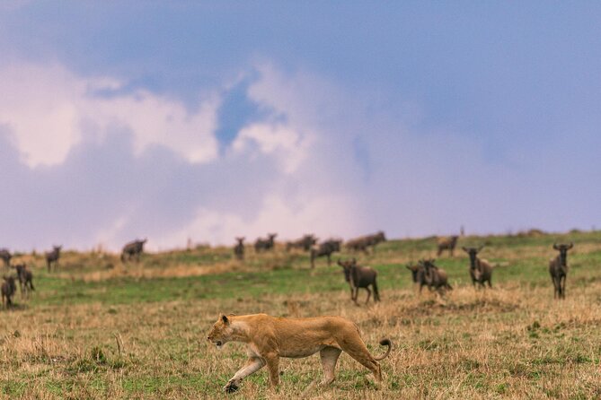 4 Days of Untamed Beauty: An Unforgettable Masai Mara Road Safari - Price and Logistics: What You’re Really Paying For