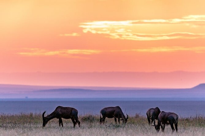 4 Days of Untamed Beauty: An Unforgettable Masai Mara Road Safari - Season Planning: Great Wildebeest Migration Months vs. Real Life
