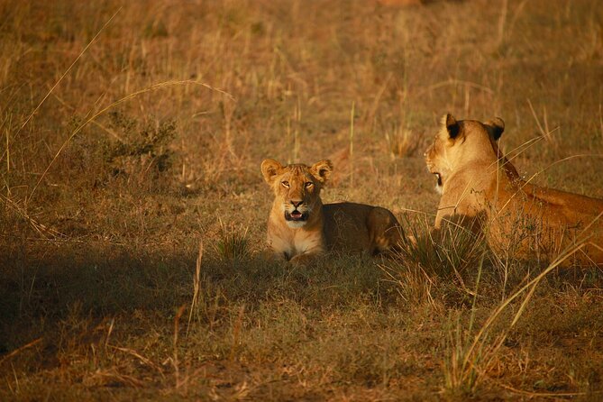 4 Days of Untamed Beauty: An Unforgettable Masai Mara Road Safari - Nairobi to the Mara: The Part Where Time Starts Moving