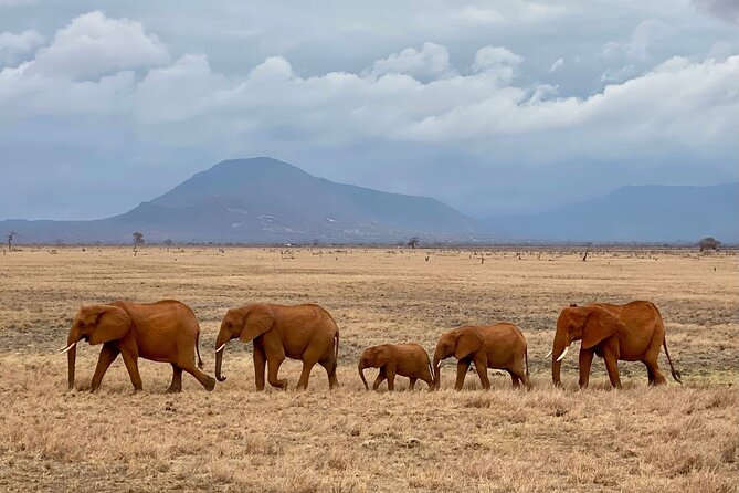 4 Days Private Safari Tour Tsavo and Amboseli from Nairobi - Tsavo East road safari and Aruba Dam: plains driving with a purpose