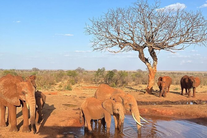 4 Days Private Safari Tour Tsavo and Amboseli from Nairobi - Amboseli near Kilimanjaro: elephant herds and big mountain views