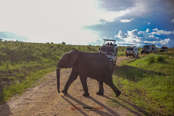 4 Days Safari Adventure Masai Mara and Nakuru Park Group - From Nairobi to the Mara, and why the timing matters