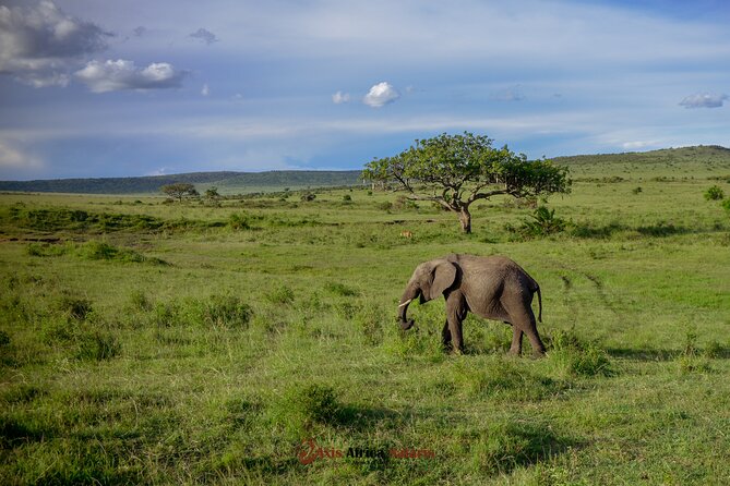4 Days Safari Adventure Masai Mara and Nakuru Park Group - Day 2 in Masai Mara: the full wildlife day you came for