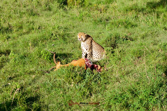 4 Days Safari Adventure Masai Mara and Nakuru Park Group - Comfort level: tents on night one, hotels on night three
