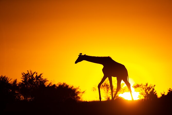 4 Days Safari from Mombasa to Amboseli and Tsavo West and East - Morning of Day 1: Tsavo West sets the tone fast