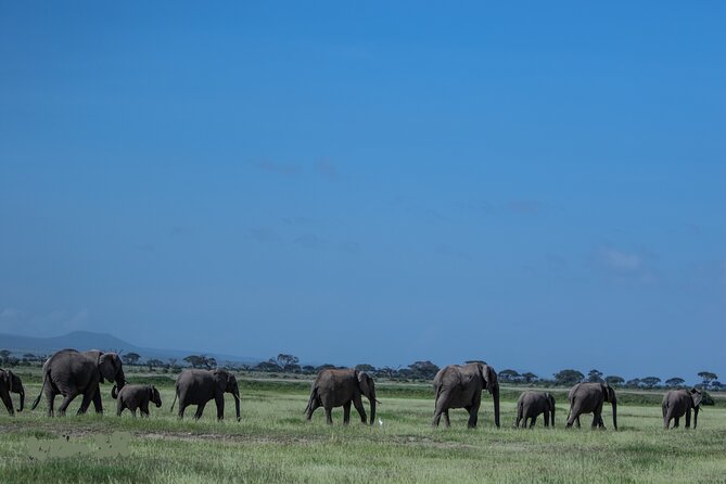 4 Days Safari from Mombasa to Amboseli and Tsavo West and East - Day 3 dawn and Tsavo East: hunting the light for animals