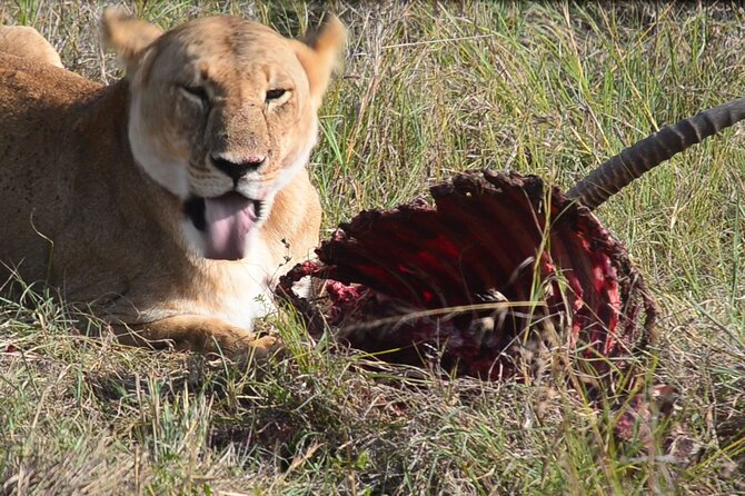 4 Days Safari Lake Nakuru NP Naivasha and Masai Mara - Key highlights worth your attention