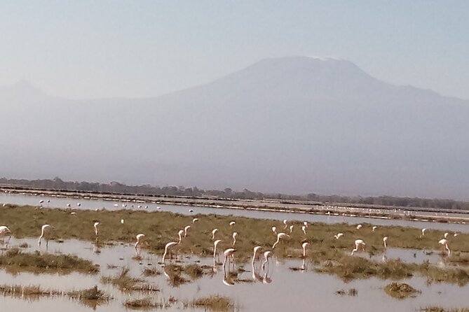 4 Days Safari to Amboseli N/P, Tsavo East N/P. - Key highlights to know before you go