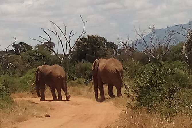 4 Days Safari to Amboseli N/P, Tsavo East N/P. - Amboseli plus Tsavo East: why this combo works