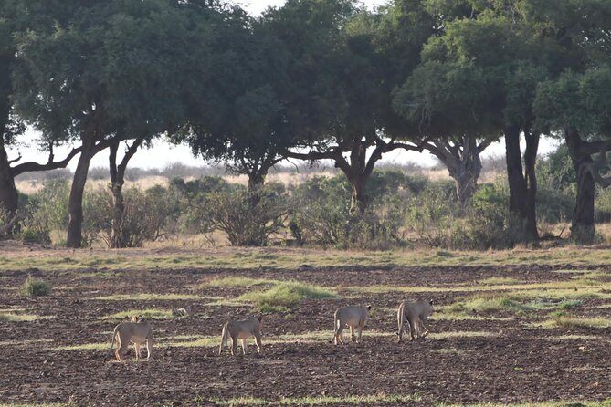 4 Days Safari to Amboseli N/P, Tsavo East N/P. - Where Tsavo East really delivers: waterholes and close-range sightings