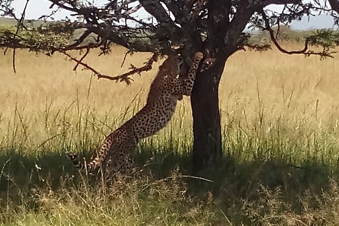 4 Days Safari to Lake Nakuru N/P and Maasai Mara N/R - Why this 4-day Nakuru and Mara combination works