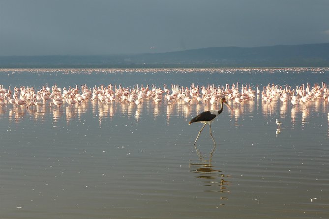 4 Days Safari to Lake Nakuru N/P and Maasai Mara N/R - Day 2: Maasai Mara’s early-drive rhythm and Mara Sekenani check-in