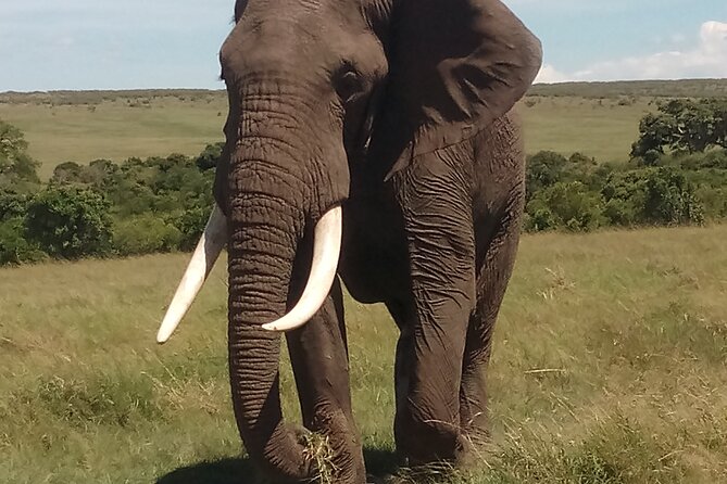 4 Days Safari to Lake Nakuru N/P and Maasai Mara N/R - Day 3: Mara River crossings, Nile crocodiles, and a photography-friendly day