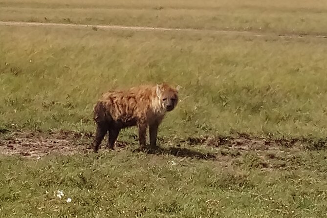 4 Days Safari to Lake Nakuru N/P and Maasai Mara N/R - Day 4: Sunrise hunting for lions, then Nairobi return and Karen Blixen Museum