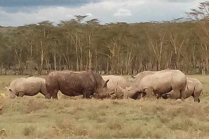 4 Days Safari to Lake Nakuru N/P and Maasai Mara N/R - Price and what you actually get for about $1,600
