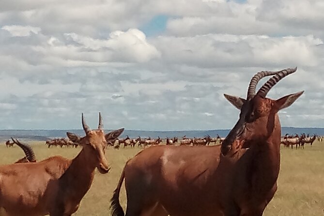 4 Days Safari to Lake Nakuru N/P and Maasai Mara N/R - The guides, safety, and why 4-star camps still matter