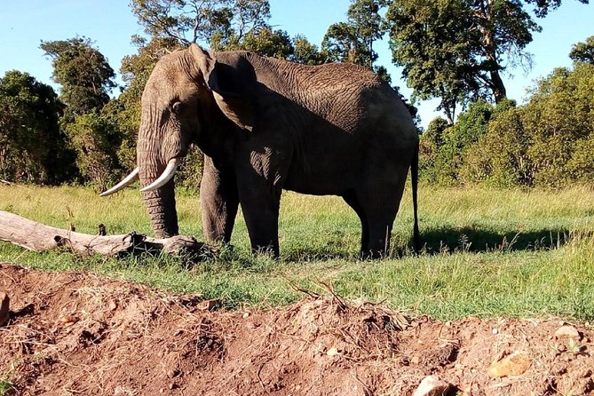 4-days safari: Tsavo east, west and Amboseli national parks - Your 4-day flow: how the parks are timed