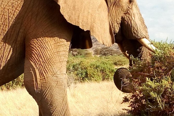 4-days safari: Tsavo east, west and Amboseli national parks - Day 1 in Tsavo East: lunch, check-in, then lion time
