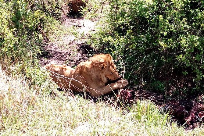 4-days safari: Tsavo east, west and Amboseli national parks - Day 2 to Tsavo West via Mzima Springs: elephants and Kilimanjaro views