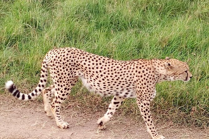 4-days safari: Tsavo east, west and Amboseli national parks - Day 4 in Amboseli: early drive, then off to Nairobi