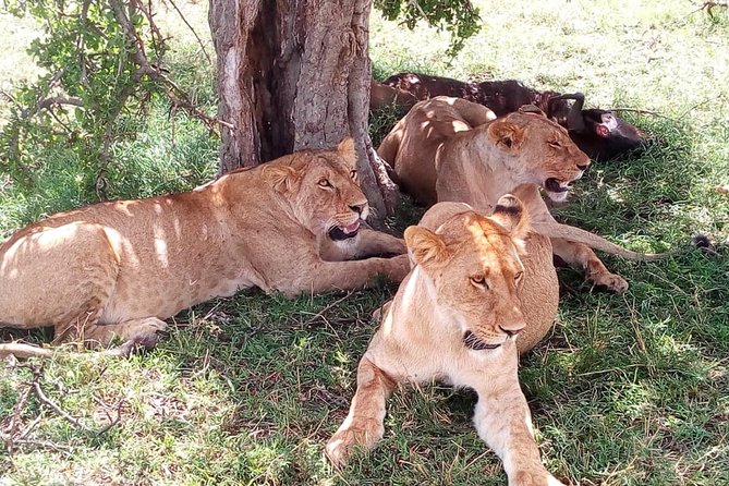 4-days safari: Tsavo east, west and Amboseli national parks - Price and what makes this feel like real value