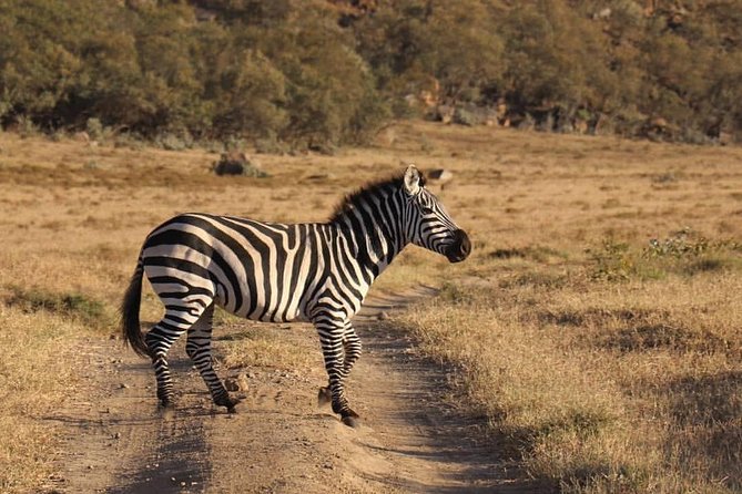 4 Days Small Group Maasai Mara and Lake Nakuru Safari - Day 1 to Day 2 in Maasai Mara: Big Cats, Big River Energy