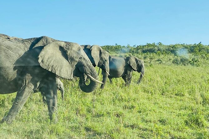 4 Days Tour Landcruiser in Masai Mara and Lake Nakuru - Full-Day Masai Mara Game Drive Plus Mara River Lunch