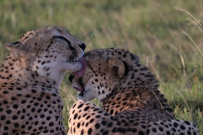4 Days Tour Landcruiser in Masai Mara and Lake Nakuru - Lake Nakuru Arrival Day: Reset, Then Set Up for Flamingo Time