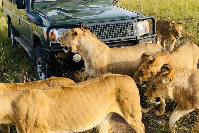 4 Days Tour Landcruiser in Masai Mara and Lake Nakuru - Big Five Chances: What’s Realistic, What’s Flexible