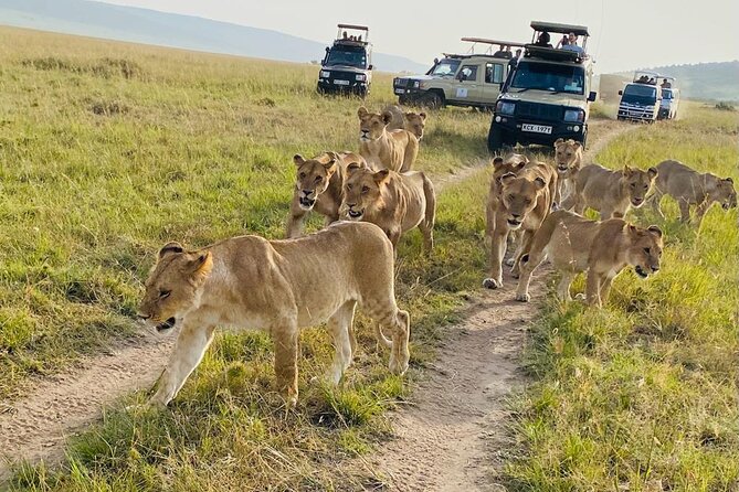 4 Days Tour Landcruiser in Masai Mara and Lake Nakuru - Day 1 In Masai Mara: Ololaimutiek Gate Access And A Golden Hour Drive