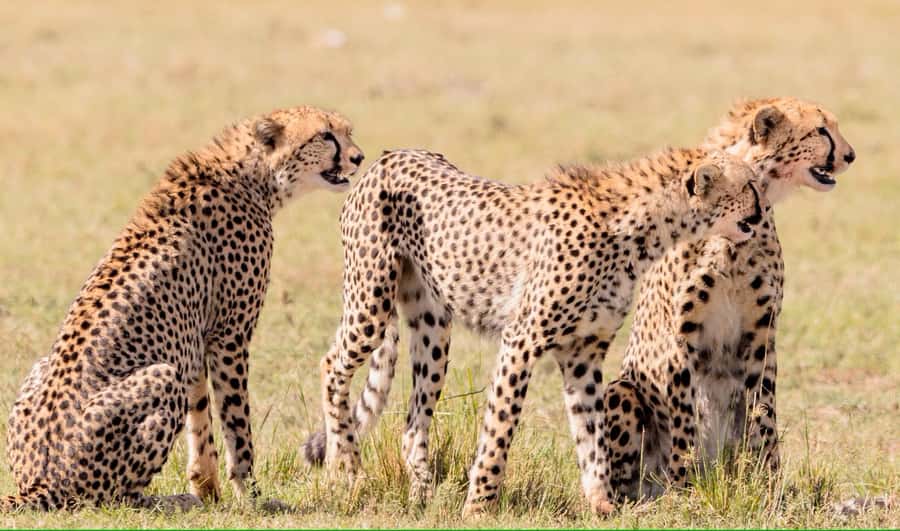 4 days Tsavo East, Amboseli and saltlick lodge safari - Day 2: Amboseli arrival, Sentrim lodge check-in, and the Kilimanjaro payoff