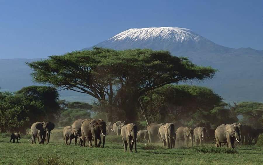 4 days Tsavo East, Amboseli and saltlick lodge safari - Price and value for a 4-day big-park safari