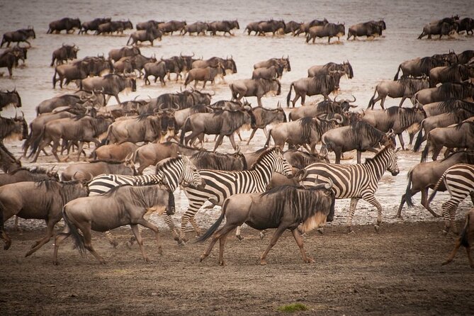 4 Days Tsavo West, Amboseli and Tsavo East National Park Safari - A four-day safari that fits real schedules