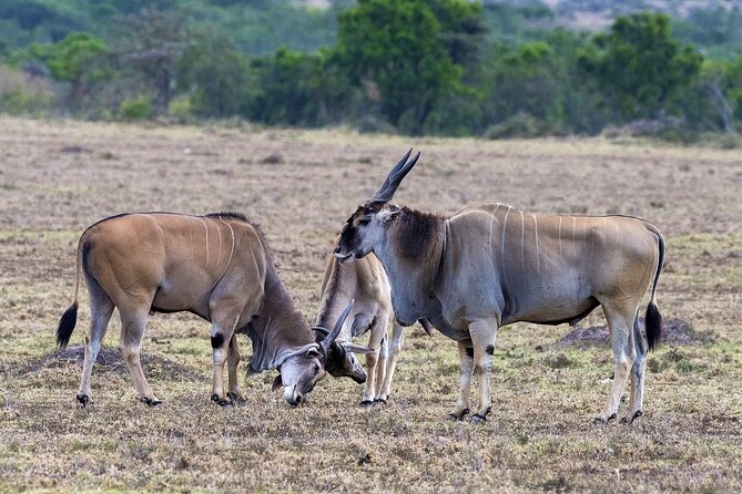 4 Days wildebeest lake nakuru masai mara safari - Price and Logistics: what $998 covers, and what it does not