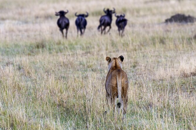 4 Days wildebeest lake nakuru masai mara safari - Day 1 at Lake Nakuru: flamingos, pelicans, and rhino chances