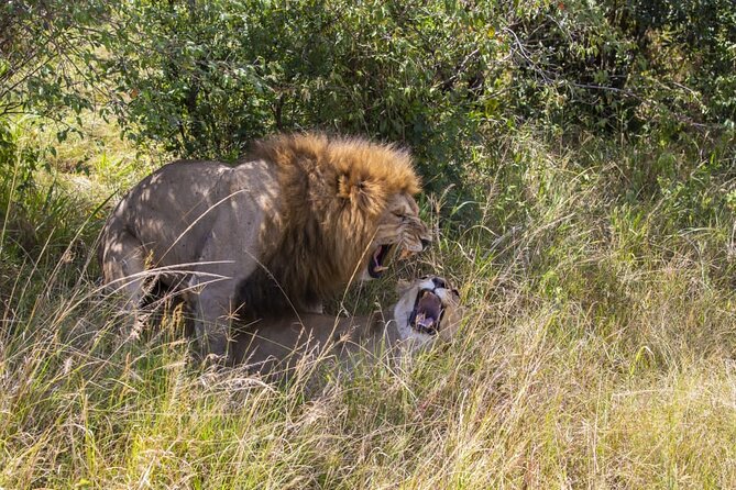 4 Days wildebeest lake nakuru masai mara safari - Day 4 from the reserve to Nairobi: one last early game drive