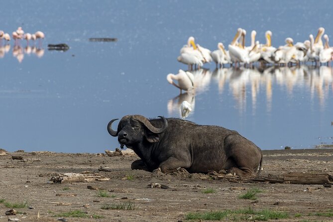 4 Days wildebeest lake nakuru masai mara safari - Your safari vehicle and the comfort pieces that matter