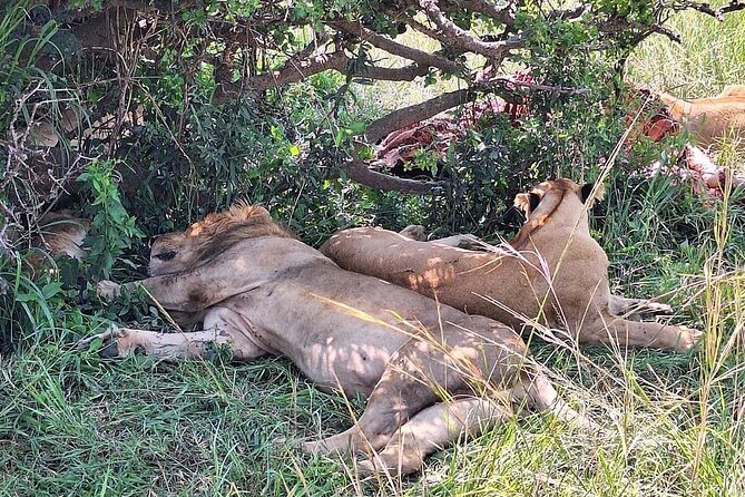 4day Maasai Mara, Lake Nakuru, and Lake Naivasha - From Archives Tower to the Rift Valley viewpoint