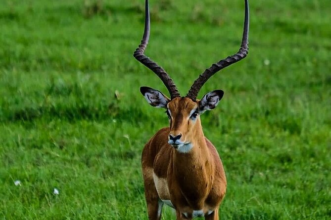 4day Maasai Mara, Lake Nakuru, and Lake Naivasha - Price and missing fees, plus where the value really sits
