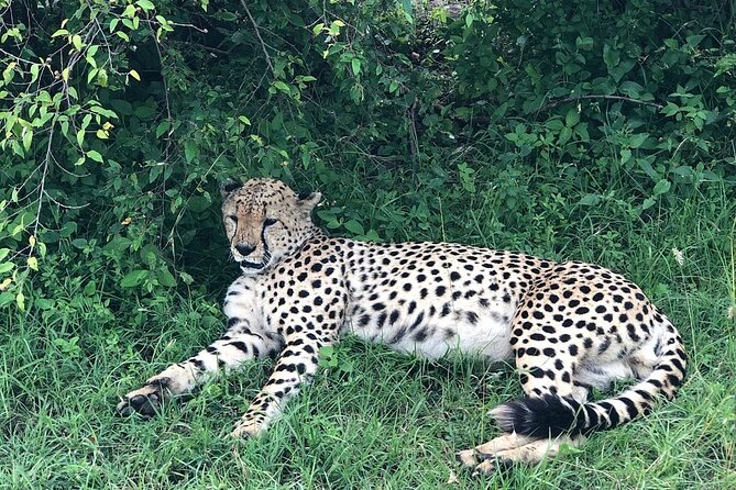4day Maasai Mara, Lake Nakuru, and Lake Naivasha - Lake Nakuru: early start, packed lunch, and lodge downtime