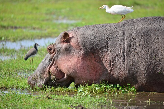 5-Day 4 Nights Masai Mara-L Nakuru-Hell's Gate Budget Safari - Lake Nakuru: pink-bird energy and a serious rhino focus